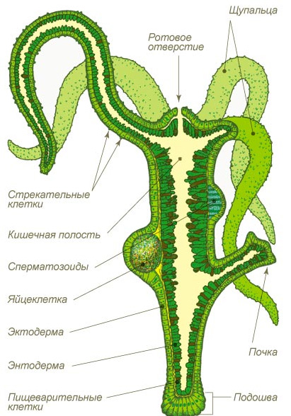 Kraken ссылка tor зеркало